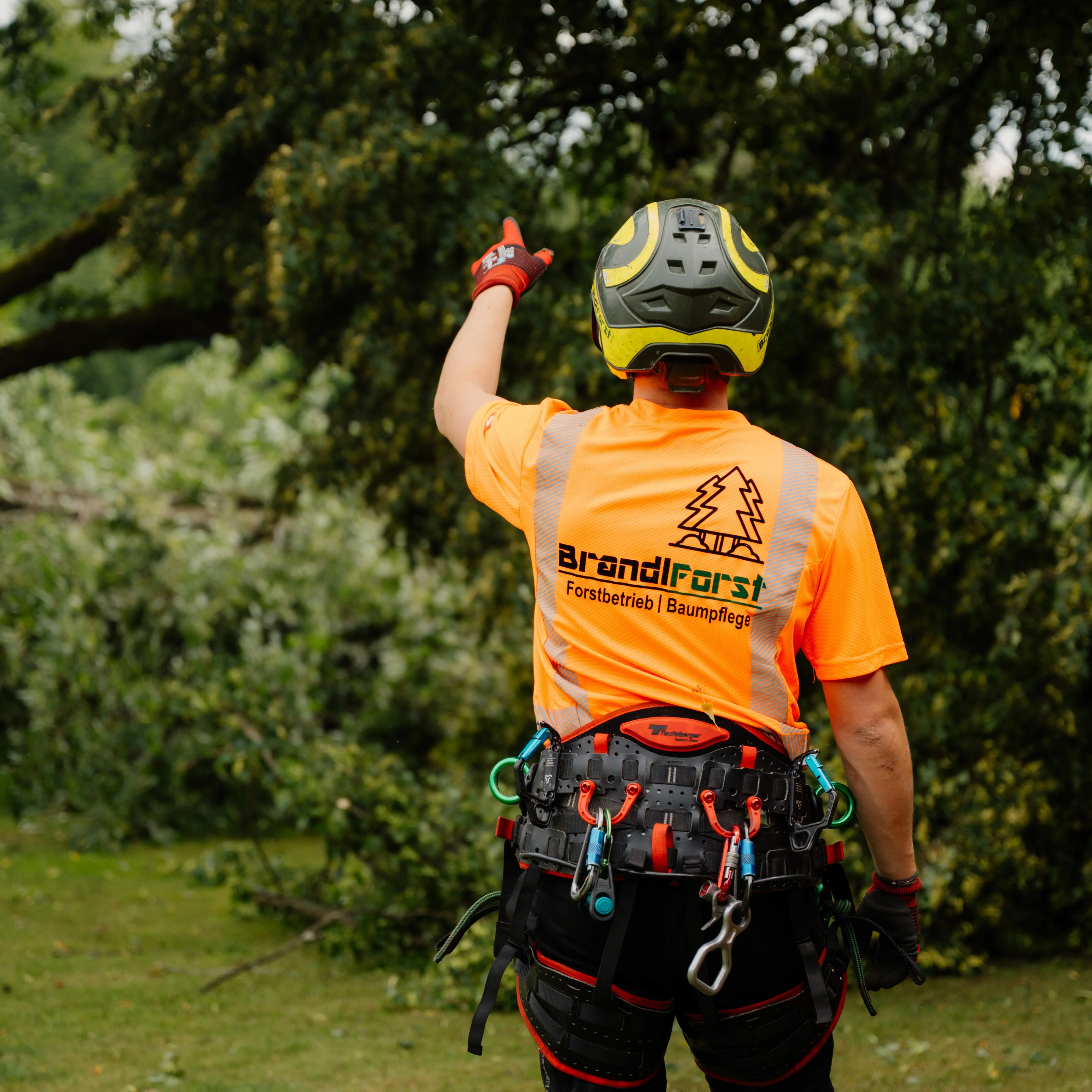 Baumfaellung Kranfaellung Brandlforst