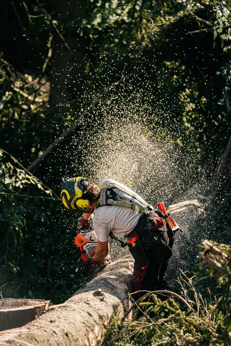 Motorsäge im Schnitt, Späne fliegen
