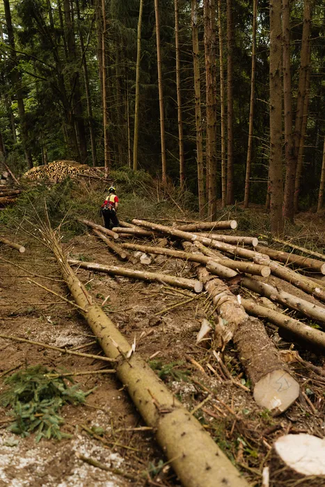 Gefällte Stämme am Hang im Fichtenwald